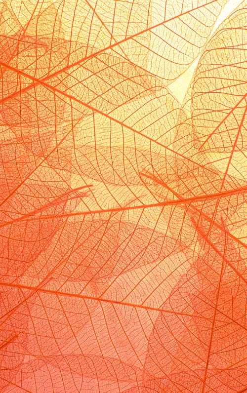 transparent leaves